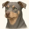 Suzy the kelpie pup